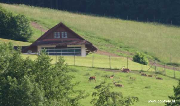 Reen in Wolfach