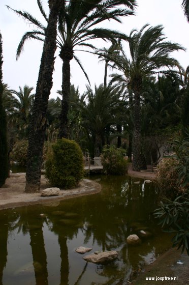 Palmenpark in Elche