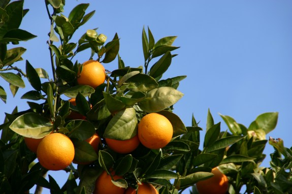 Sinaasappels in Spanje.