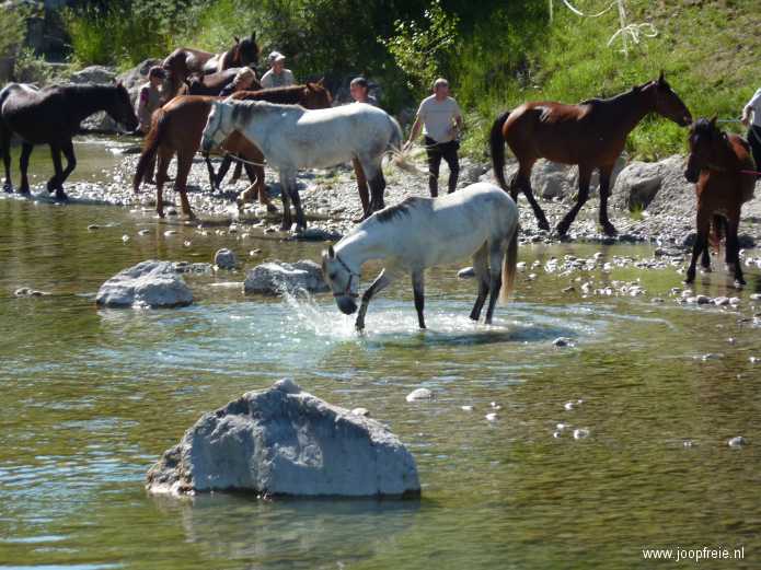 Castellane: drenkende paarden in de Verdon