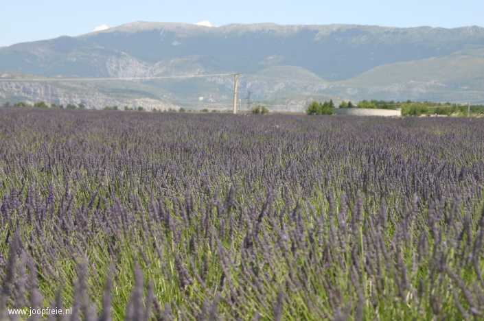 Lavendelvelden in de Provence